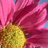 Bloemen Avatars 
