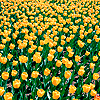 Bloemen Avatars Gele Tulpen In De Wei