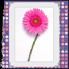 Bloemen Avatars 