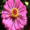 Bloemen Avatars 