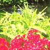 Bloemen Avatars 