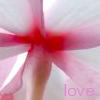 Bloemen Avatars 