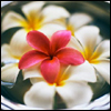 Bloemen Avatars 
