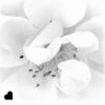 Bloemen Avatars 