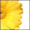 Bloemen Avatars 