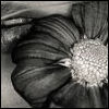 Bloemen Avatars 