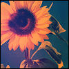 Bloemen Avatars 