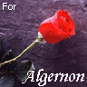 Bloemen Avatars 