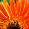 Bloemen Avatars 