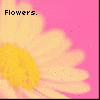 Bloemen Avatars 