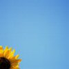 Bloemen Avatars 