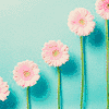 Bloemen Avatars 