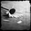 Bloemen Avatars 