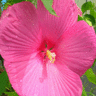 Bloemen Avatars 