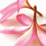 Bloemen Avatars 