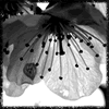 Bloemen Avatars 