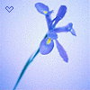 Bloemen Avatars 