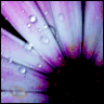 Bloemen Avatars 