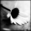 Bloemen Avatars 