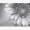 Bloemen Avatars 