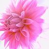 Bloemen Avatars 