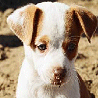 Honden Avatars 