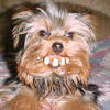 Humor Avatars 