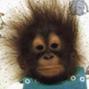 Humor Avatars 