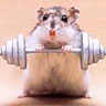 Humor Avatars Cavia Gewichtheffen