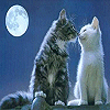 Liefde Avatars 
