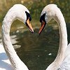 Liefde Avatars 