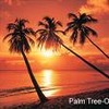 Palm boom Avatars Palmbomen Op Een Tropisch Strand Aan De Mooie Horizon