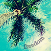 Palm boom Avatars Vrijheid Palm