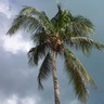 Palm boom Avatars 