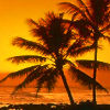 Palm boom Avatars Strand, Palmboom