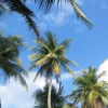 Palm boom Avatars 