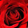Rozen Avatars 