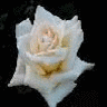 Rozen Avatars 