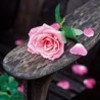 Rozen Avatars 