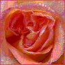 Rozen Avatars 