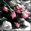 Rozen Avatars 