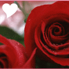 Rozen Avatars 