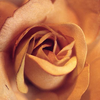 Rozen Avatars 