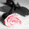 Rozen Avatars 