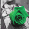 Rozen Avatars 