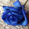 Rozen Avatars 