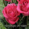 Rozen Avatars 