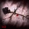 Rozen Avatars 