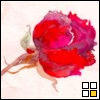 Rozen Avatars 