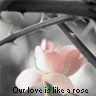 Rozen Avatars 
